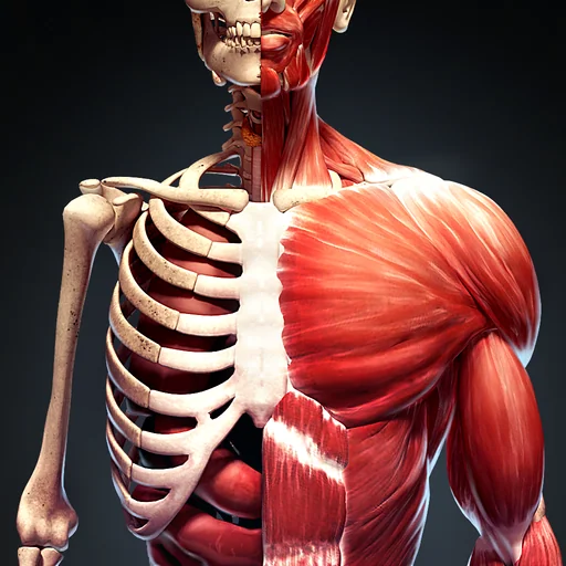 Human Body Atlas: 3D Medical logo