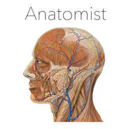Anatomist – The Anatomy Game logo