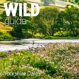 Wild Guide Yorkshire Dales logo