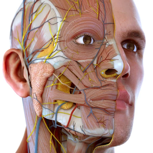 Visual Anatomy 3D - Human Body logo