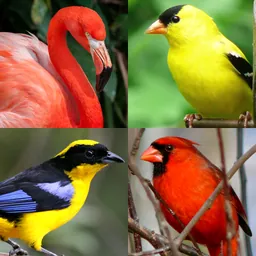 Bird World - Quiz about Famous Birds of the Earth logo