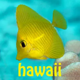 Snorkel Fish Hawaii for iPhone logo
