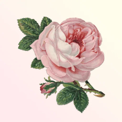 Classical Birthday logo