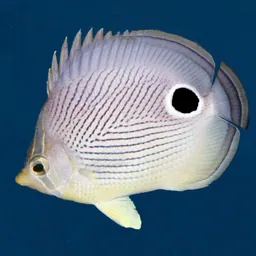 Easy Fish ID Caribbean logo