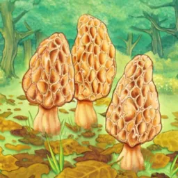 Morels logo