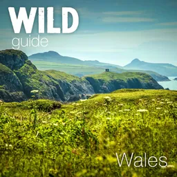 Wild Guide Wales logo