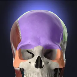 Anatomyka logo