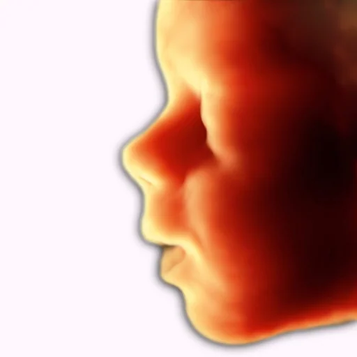 ScanBaby learn baby ultrasound logo