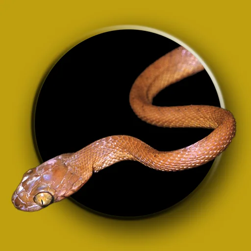 Australian Snake ID logo