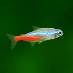 Tropical Fish Tank - Mini Aqua logo