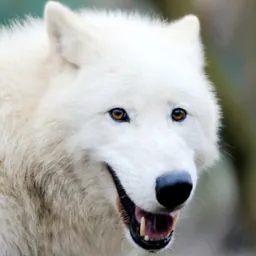 Arctic Wolf Survival Simulator logo