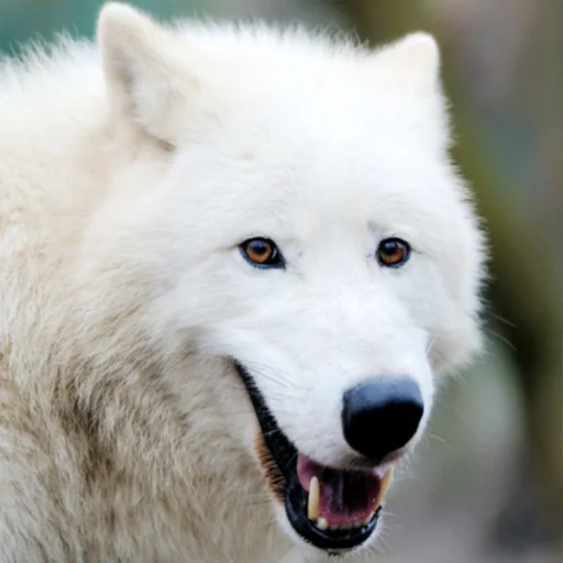 Arctic Wolf Survival Simulator logo