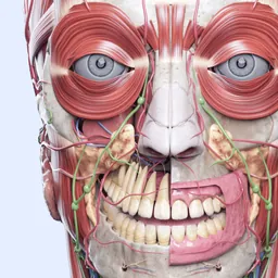 VOKA 3D Anatomy and Physiology logo