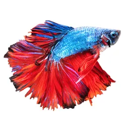 Betta Fish - Virtual Aquarium logo