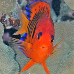 Tahiti Fish ID logo