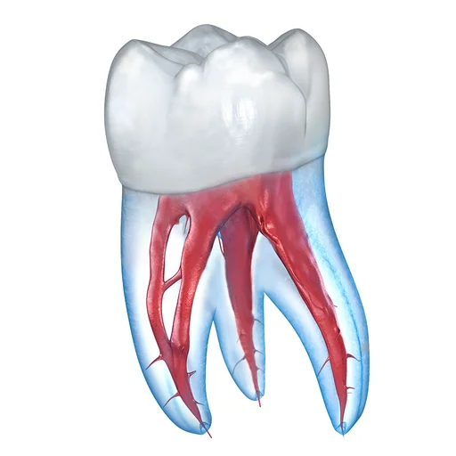 Dental 3D Illustrations logo