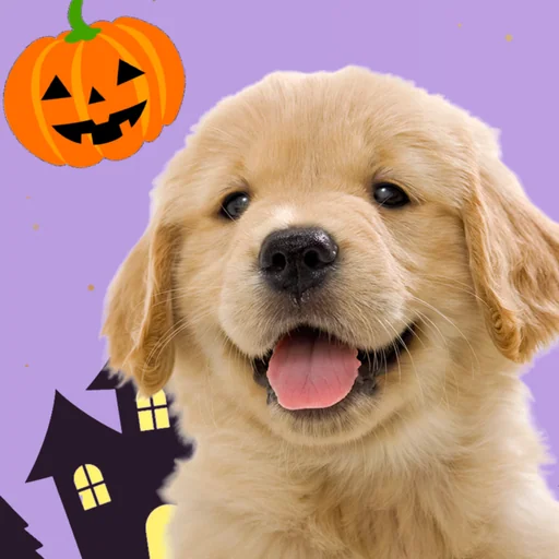 My Dog & Me: Puppy Simulator logo