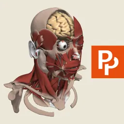 Primal's 3D Head & Neck logo