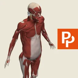 Primal's 3D Whole body logo