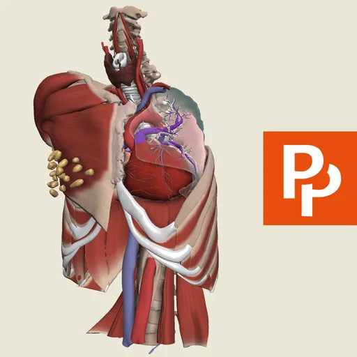 Primal's 3D Thorax logo