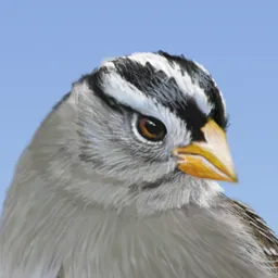 iBird Yard+ Guide to Birds logo