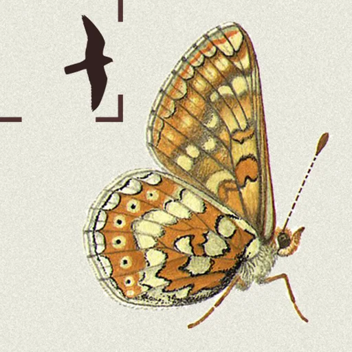 British & Irish Butterflies logo