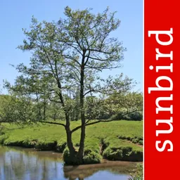 Tree Id identify UK trees logo