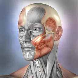 Muscle & Bone Anatomy 3D logo