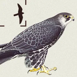 Birds of Northern Europe logo
