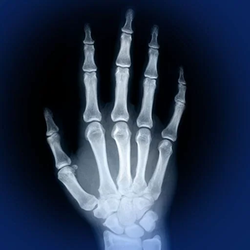 Skeletal Anatomy 3D logo
