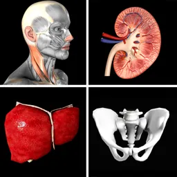 Anatomy Quiz Pro logo