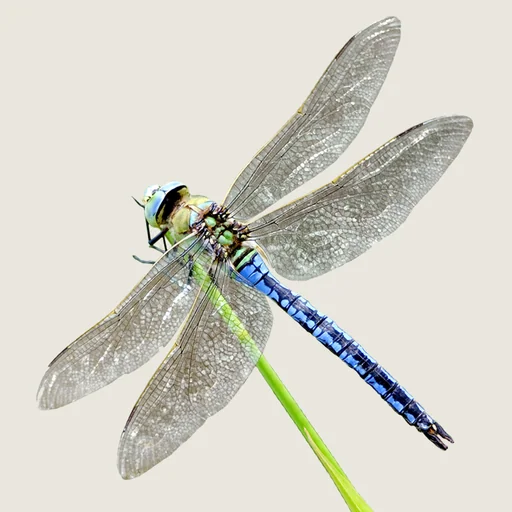 Dragonflies & Damselflies logo