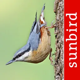 Bird Id - British Isles birds logo