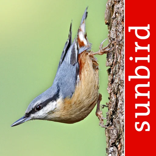 Bird Id - British Isles birds logo