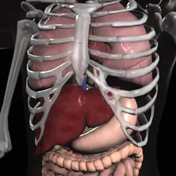 Anatomy 3D - Organs logo