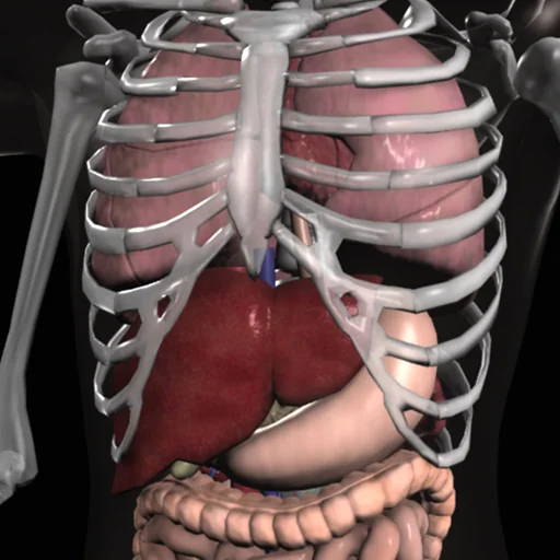 Anatomy 3D - Organs logo