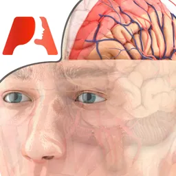 Pocket Brain logo