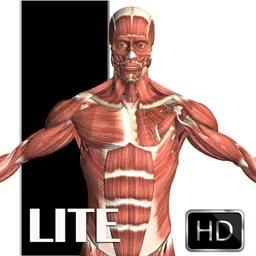 Visual Anatomy Lite logo