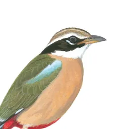 eGuide to Birds of the Indian Subcontinent logo