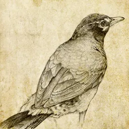 Sketch Master - Cartoon Filter logo