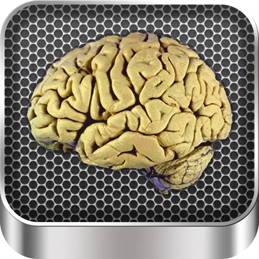 Brain Anatomy logo