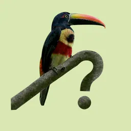 Costa Rica Birds logo