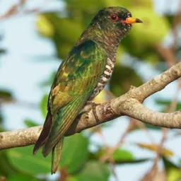 Vietnam Birds (plus) logo