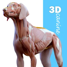 Complete Canine Anatomy 3D logo