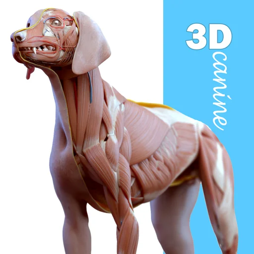 Complete Canine Anatomy 3D logo