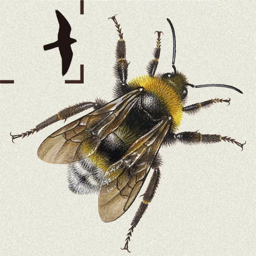 British & Irish Bumblebees logo