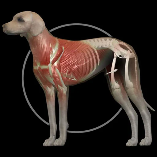Dog Anatomy: Canine 3D logo