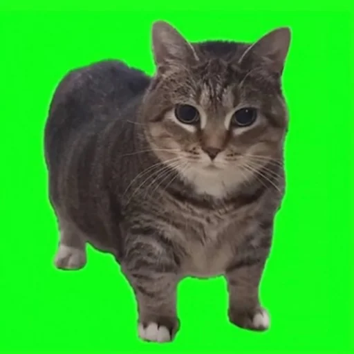 Oiia Cat AR logo