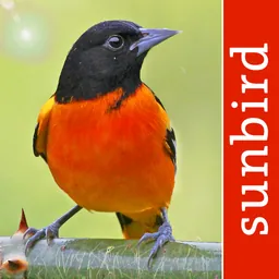 Bird Id USA - backyard birds logo