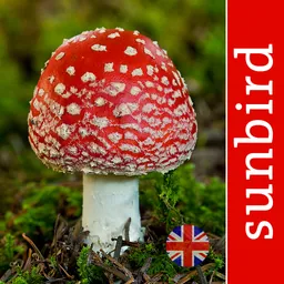 Mushroom Id Guide - UK logo